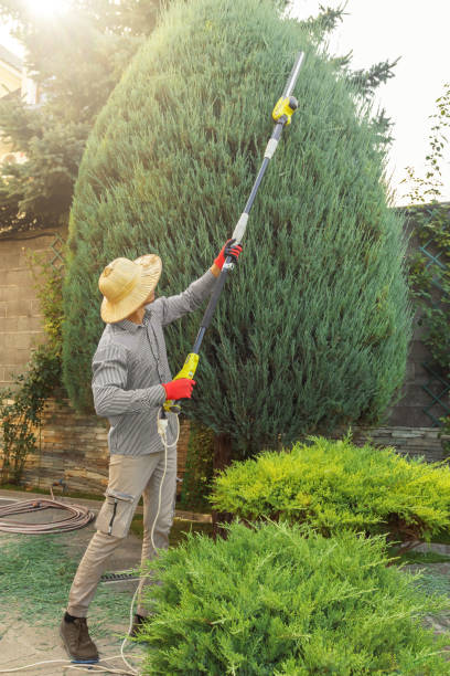 Best Tree Removal Services  in Louisville, OH